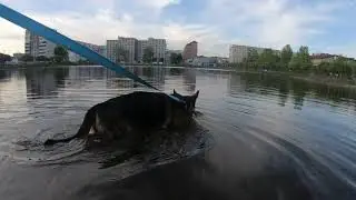 Немецкая овчарка, тест пруда 2
