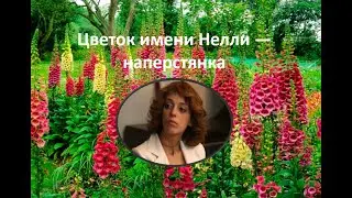 Цветок имени Нелли — наперстянка