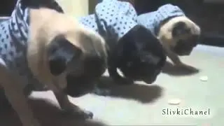 Прикольные приколы