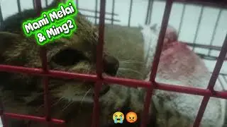 TINAGA SIYA HALOS LUMABAS ANG BITUKA