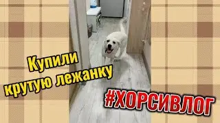 Купили крутую лежанку Хорсику! #хорсивлог