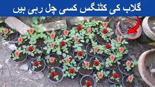 Rose Cuttings Update | What is happening in my Garden