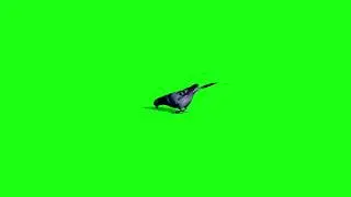 Green Screen Pigeon Animations || Free Pigeon Graphics Chroma Key