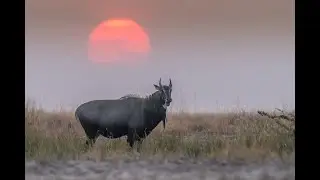 Even Backstraps Are Bigger in Texas