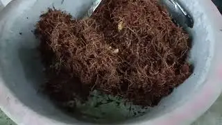 Besarnya ulat rumbia ini!!!! Yang ini boleh makan.  #ulatsagu #ambutod #utod #brunei