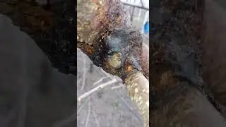 черешня регина и кордия