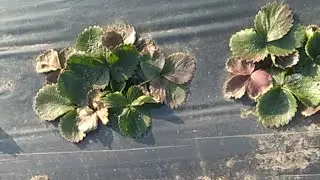 Морозы в Харьковской обл уничтожают клубнику. Клубника в мороз. Осмотр клубники