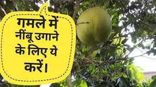 गमले में नीम्बू उगाने के लिए ये करें।