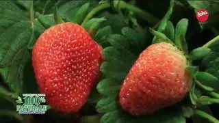 Fruttolo milk and fruit advertising spot 2020