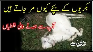 Bakrio Ke Bacche Kyon Mar Jaate Hain|بکریوں کے بچے کیوں مرجاتے ہیں