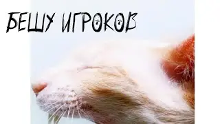 Бешу игроков в Cute Pocket Cat 3D Part 2