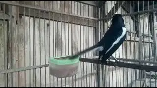 Burung Kacer Ombyokan OTW Bunyi!