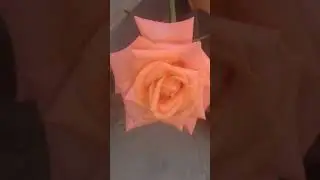 Orange Color Rose Flower Background Video