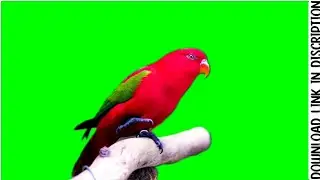 PARROT Green Screen Animation | Macaw green screen @darbaricooking