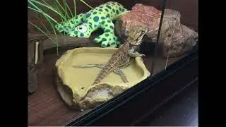 Bearded Dragon CARTooN 