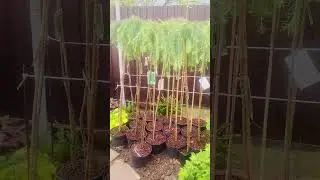 Стив Випер🌲Питомник « Хвойнозависимые», в телеграмм