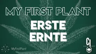 My First Plant - Erste Ernte 🥳