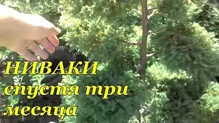 Ниваки (Садовый бонсай) из туи западной вересковидной ерикоидес. 2 часть.