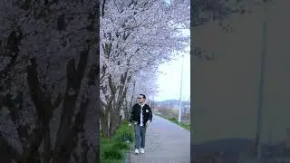 साकुरा । दक्षिण कोरिया Cherry blossom.