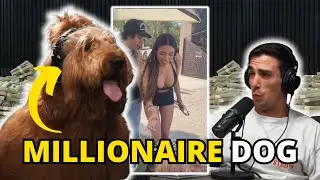 How This DOG Makes MILLIONS A YEAR *SHOCK*