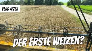 Vlog #266 Ich Mulch die Sonderkulturen. Geht die Ernte weiter?