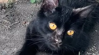 El gatito comió y después lo atropellaron