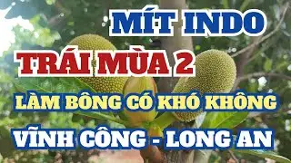 MÍT INDO TRÁI MÙA 2, LÀM BÔNG CÓ KHÓ KHÔNG [VĨNH CÔNG - LONG AN]