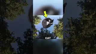 Crow doing pushups?