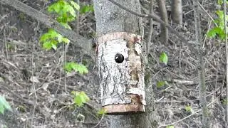 Скворцы в дуплянкн