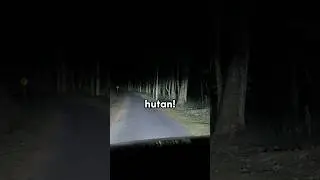 Kejadian Horor di Tengah Hutan