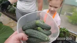 Дождались первых огурчиков, наконец.