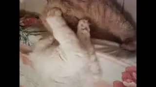 snowbell is beating brownbell #funny #cat #shorts