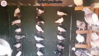 Roller Pigeons at George Smalls loft.