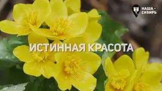 Телеканал «НАША СИБИРЬ 4К»