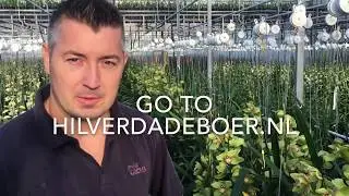 Cymbidium Grower Visit - Supreme Selections