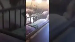 Дрессированные свиньи позакрывали пиздаки