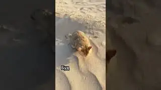 Что делать если котик заболел 🐈🤕 