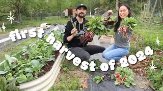 April Spring vegetable harvest! (Radishes, bok choy, lettuce, beets, asparagus)