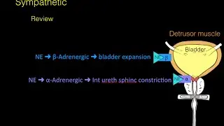 Autonomic innervation of the Bladder