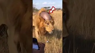 🦁 A BALD LION WAS FOUND IN AFRICA 😱