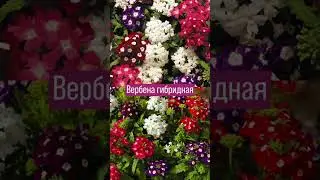 Самые красивые цветы для сада#растения #сад #цветы