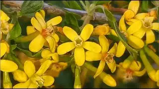 Конец весны / Весна в конце весны / Середина мая Весна 2021 от #Сельскиезарисовки