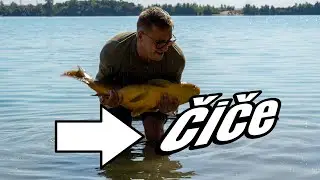 Šaran sa jezera Čiče
