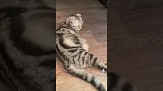 Коты чудики! 😹не зоводи кота пока не посмотришь это видео 