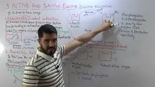 Active and Inactive Enzyme Phosphorylation and de phosphorylation Part 3 of Enzyme regulation