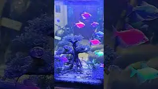 ikan hias populer saat ini