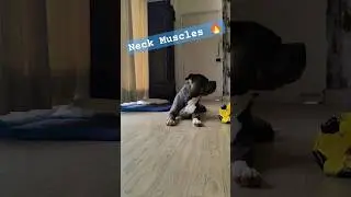 Pitbull Neck Thickness🔥#viral #shorts #youtubeshorts #trending #ytshorts #viralvideo #reels #pitbull