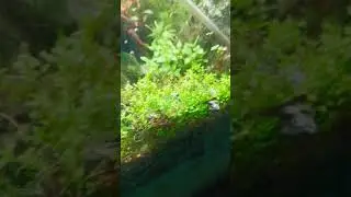 carpet plant monte carlo