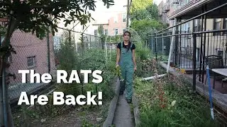 Dealing With Rats in Our NYC Garden (Again) 😣