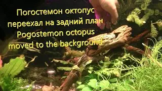 Погостемон октопус переехал на задний план